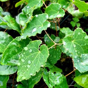 EPIMEDIUM X PERRALCHICUM FROHNLEITEN