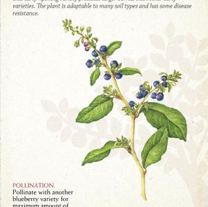 Fruit - Blueberry Fruit-Blueberry Patriot (N. Highbush)