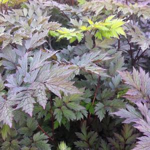 Actaea (cimicifuga) simplex Pink Spike