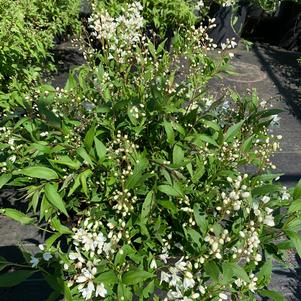 Deutzia gracilis Nikko Dwarf