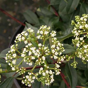 Viburnum X (tinus x davidii) Moonlit Lace® 