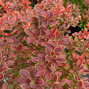 Berberis thunbergii Admiration(PP16921)