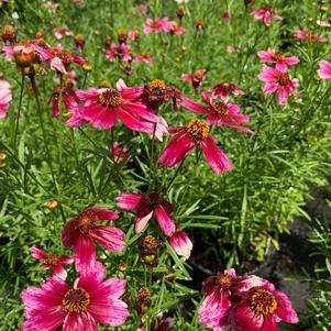 Coreopsis Cherry Blast