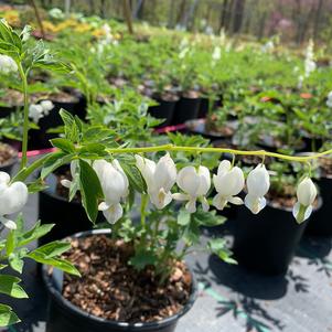 Dicentra spectabilis Alba