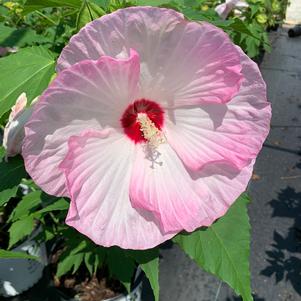 Hibiscus Ballet Slippers