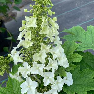 Hydrangea quercifolia Jetstream™ (pp25319) 