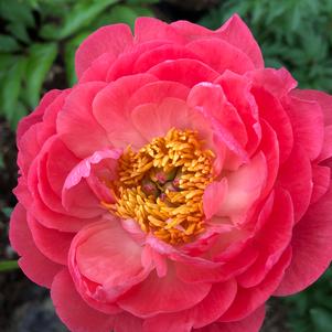 Paeonia Hawaiian Coral