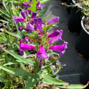 Penstemon Rock Candy Blue