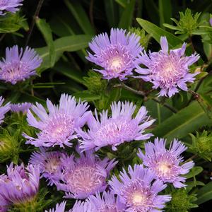 Stokesia laevis Blue Danube