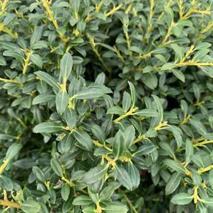 Ilex crenata Soft Touch