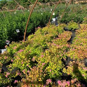 Spiraea JAPONICA GOLDMOUND