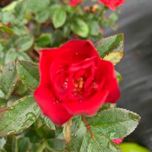 Rosa Knockout® Petite (PP30811) 