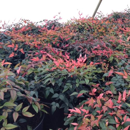 Nandina domestica Harbor Belle