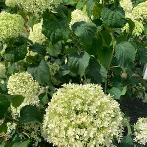 Hydrangea arborescens Invincibelle Limetta® (pp30431) 