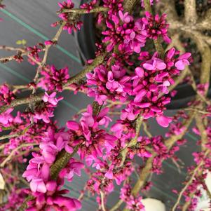 Cercis chinensis Don Egolf