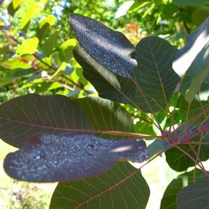 Cotinus Grace