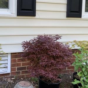 Acer palmatum Rhode Island Red