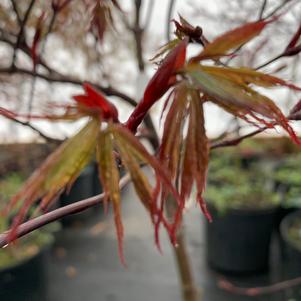 Acer palmatum Red Dragon