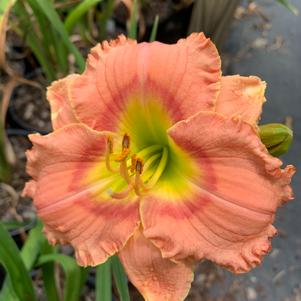 Hemerocallis Elegant Candy