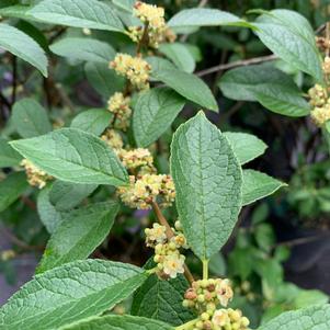 Ilex verticillata Southern Gentleman