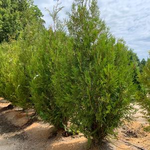 Thuja plicata Atrovirens