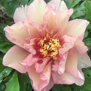 Paeonia itoh Scrumdiddlyumptious