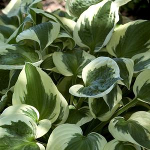 Hosta Patriot