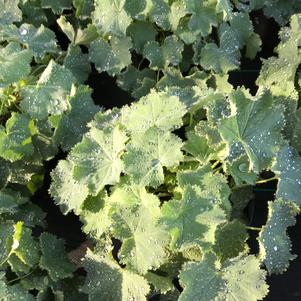 Alchemilla mollis auslese 