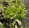 Spiraea thunbergii Ogon/Mellow Yellow™