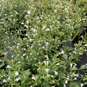 Calmintha nepatoides White Cloud