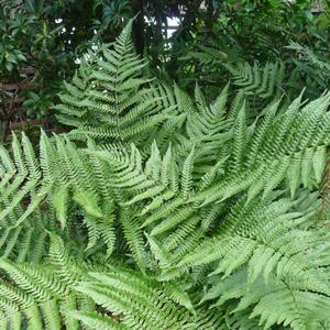 Fern-Dryopteris erythrosora 