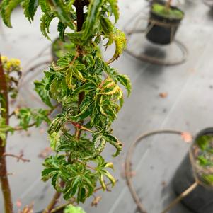 Acer palmatum Shishigashira