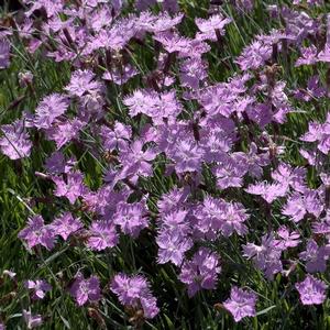 Dianthus Baths Pink