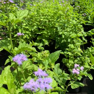 Conoclinium (Eupatorium) Coelestinum 