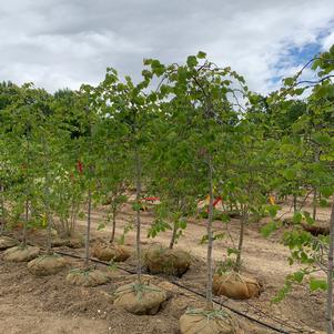 Cercis canadensis Pink Heartbreaker