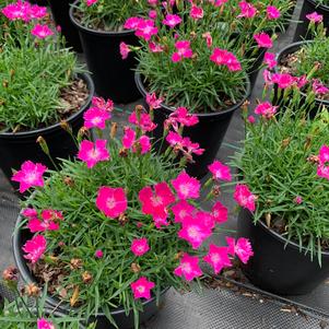 Dianthus Kahori