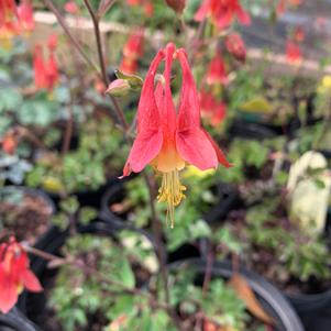 Aquilegia canadensis 