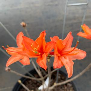 Azalea-Rhododendron Deciduous Mandarin Lights