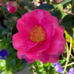 Camellia sasanqua Shi Shi Gashira