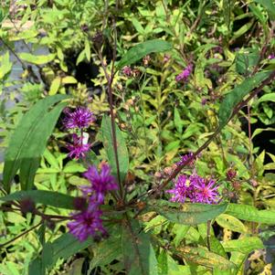 Vernonia glauca 