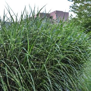 Miscanthus sinensis Zebrinus