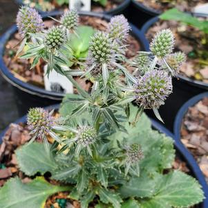 ERYNGIUM PLANUM BLUE HOBBIT