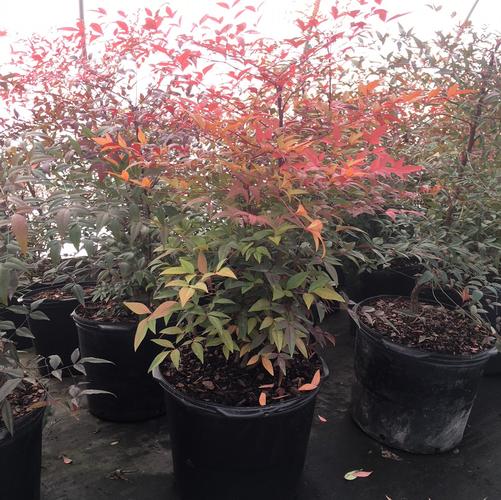 Nandina domestica 