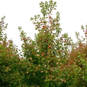 Acer Rubrum Red Sunset