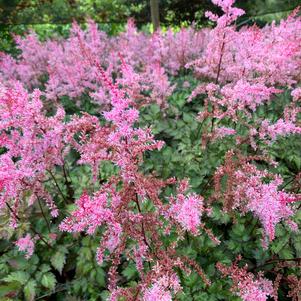 Astilbe Delft Lace