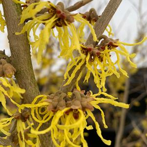 Hamamelis x intermedia Arnold's Promise