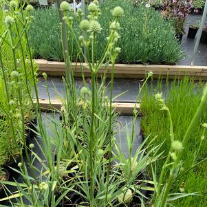 Eryngium yuccifolium 