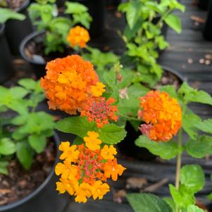 Lantana Miss Huff