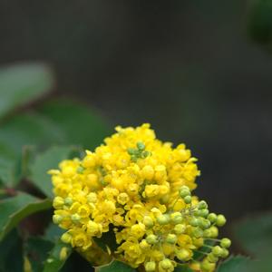 Mahonia aquifolium 