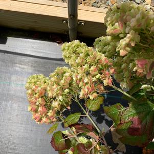 Hydrangea quercifolia Snowflake